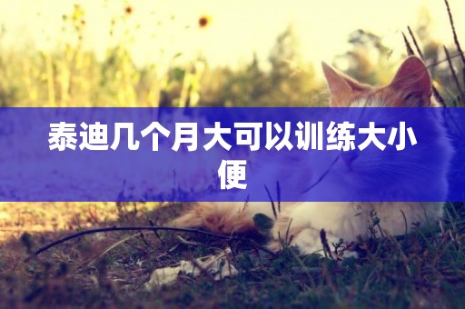 泰迪幾個月大可以訓練大小便