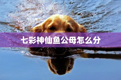 七彩神仙魚公母怎么分
