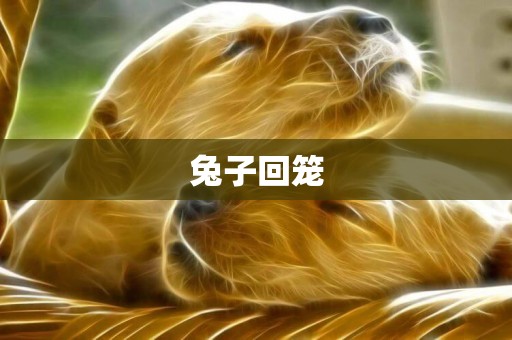 兔子回籠