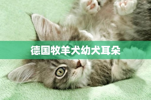 德國牧羊犬幼犬耳朵