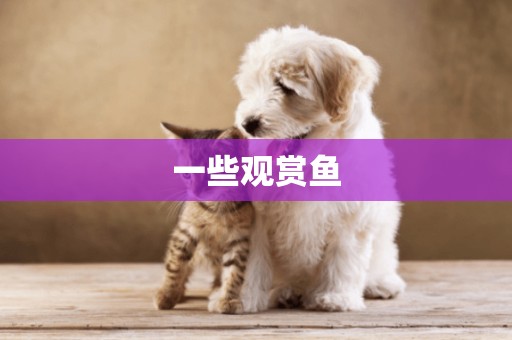 一些觀賞魚