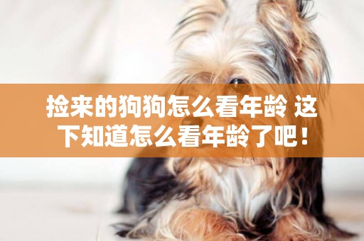 撿來的狗狗怎么看年齡 這下知道怎么看年齡了吧！