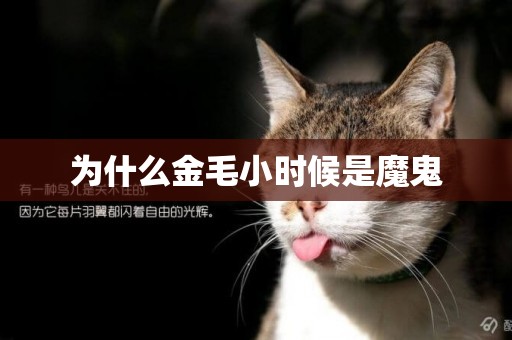 為什么金毛小時候是魔鬼