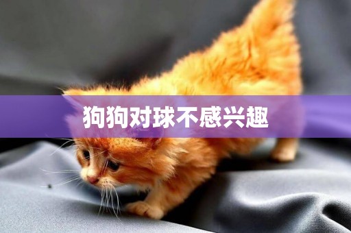 狗狗對球不感興趣