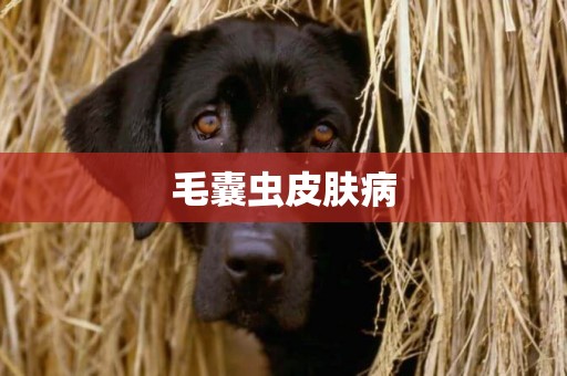 毛囊蟲皮膚病