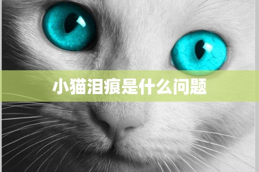 小貓淚痕是什么問題