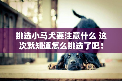 挑選小馬犬要注意什么 這次就知道怎么挑選了吧！