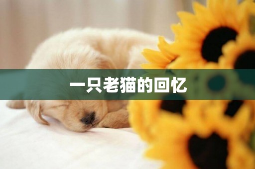 一只老貓的回憶