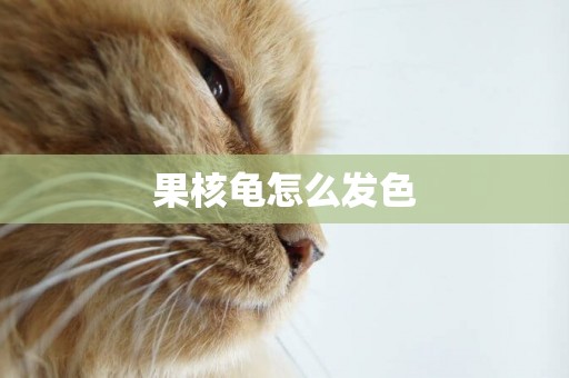 果核龜怎么發色