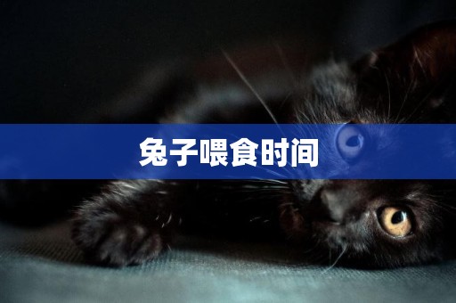 兔子喂食時間