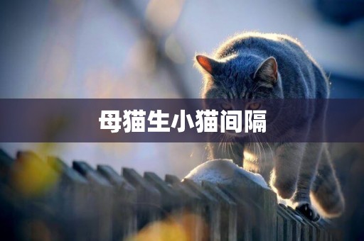 母貓生小貓間隔