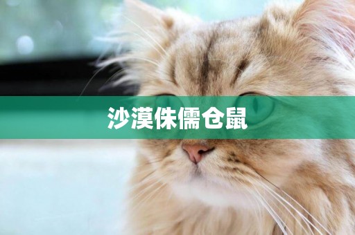 沙漠侏儒倉鼠