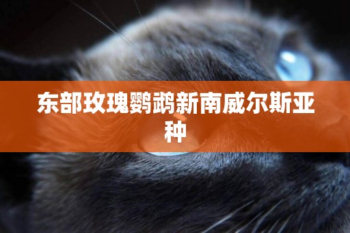 東部玫瑰鸚鵡新南威爾斯亞種