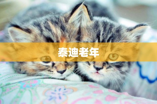 泰迪老年