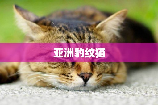 亞洲豹紋貓