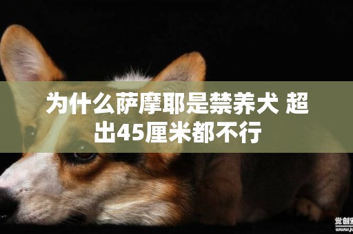 為什么薩摩耶是禁養犬 超出45厘米都不行
