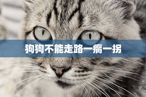 狗狗不能走路一瘸一拐