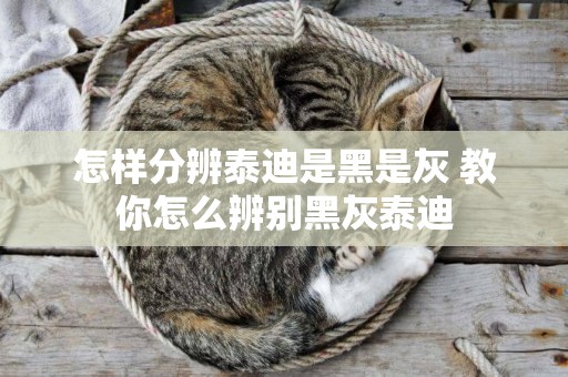 怎樣分辨泰迪是黑是灰 教你怎么辨別黑灰泰迪