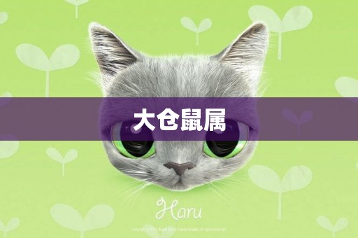 大倉鼠屬