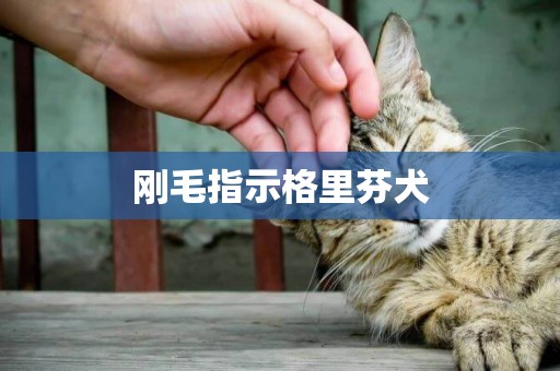 剛毛指示格里芬犬