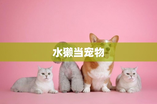 水獺當寵物