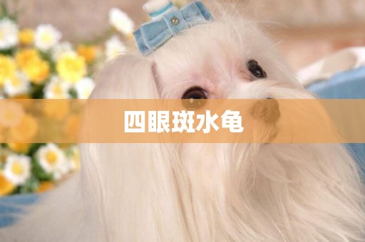 四眼斑水龜