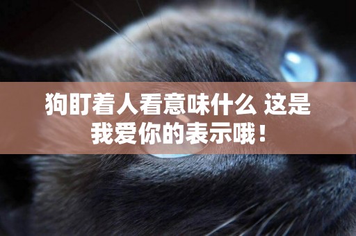 狗盯著人看意味什么 這是我愛你的表示哦！