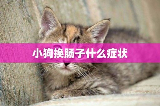 小狗換腸子什么癥狀
