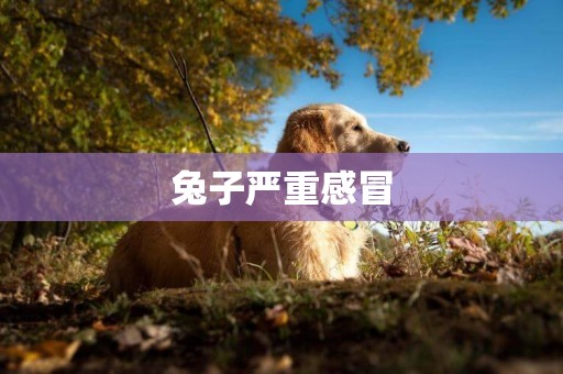 兔子嚴重感冒