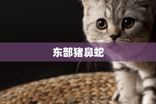 東部豬鼻蛇