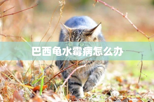 巴西龜水霉病怎么辦