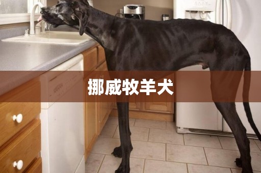 挪威牧羊犬