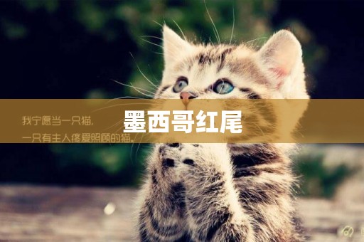 墨西哥紅尾