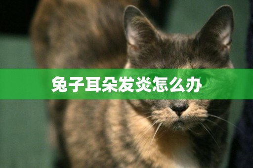 兔子耳朵發炎怎么辦
