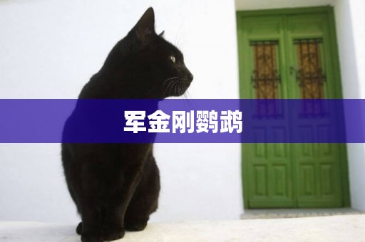 軍金剛鸚鵡