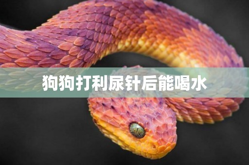 狗狗打利尿針后能喝水