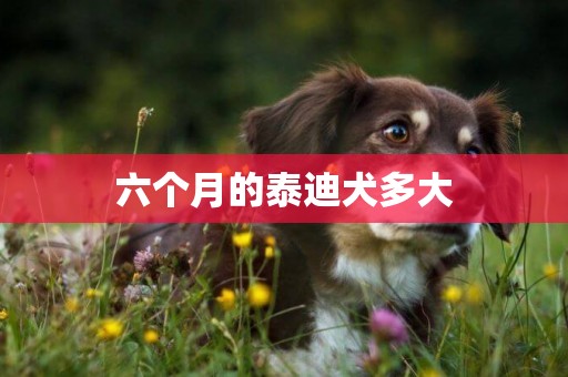 六個月的泰迪犬多大