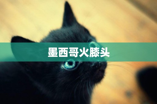 墨西哥火膝頭