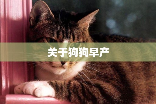 關于狗狗早產