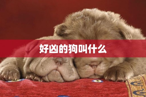 好兇的狗叫什么
