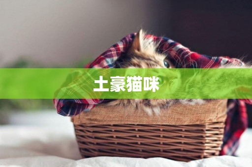 土豪貓咪