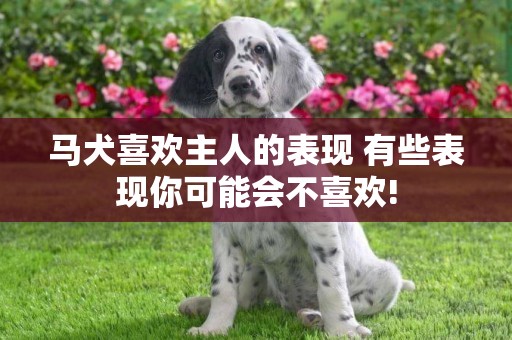 馬犬喜歡主人的表現 有些表現你可能會不喜歡!