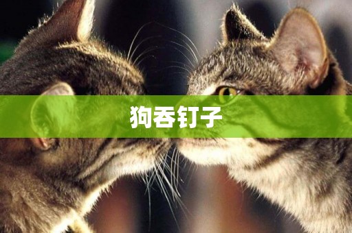狗吞釘子