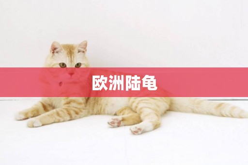 歐洲陸龜