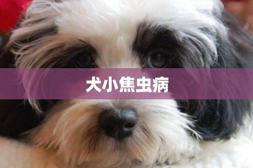 犬小焦蟲病