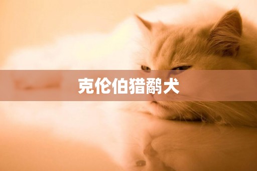 克倫伯獵鷸犬