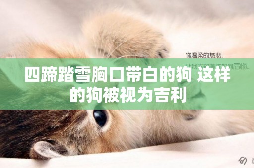 四蹄踏雪胸口帶白的狗 這樣的狗被視為吉利