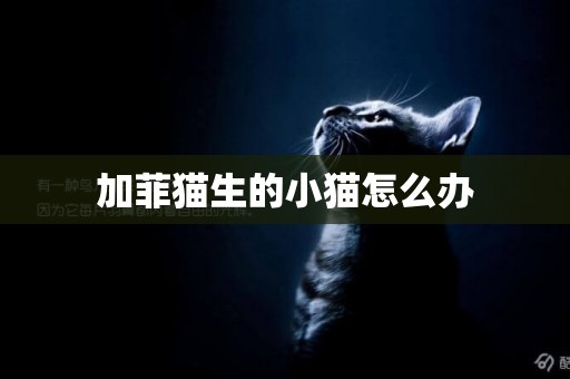 加菲貓生的小貓怎么辦