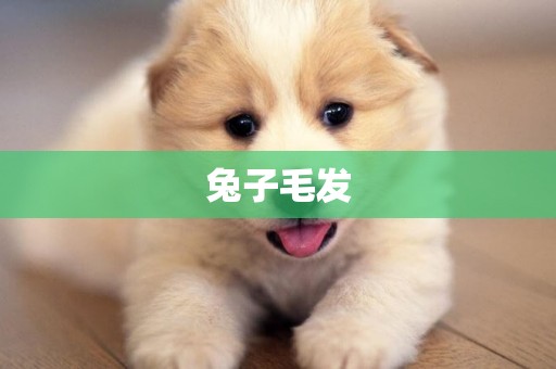 兔子毛發