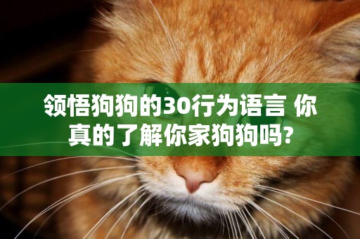 領悟狗狗的30行為語言 你真的了解你家狗狗嗎?